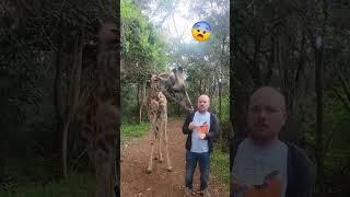 FEEDING A WILD GIRAFFE