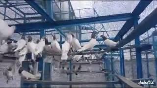 Ustad Akmal Khan piplan parwazi pigeons 2017