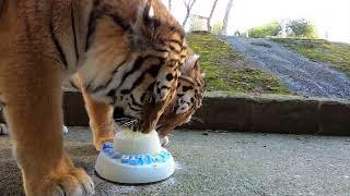 Amur Tiger Brothers Enjoy Two Birthday Cakes