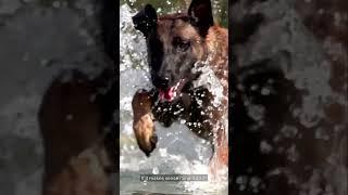 You Don’t Train a Malinois  You Negotiate         #dog #malinoismonday #dogbreed