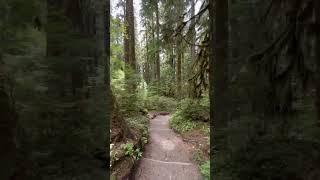 What a beautiful Pacific Northwest hike #hikingtrail #nature #pnw