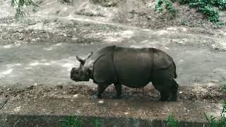 Rhinoceros /Interesting Animal Facts