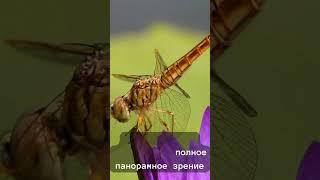 Стрекозы имеют 360-градусное зрение #врек #факты #врекомендации #стрекоза #рекомендации