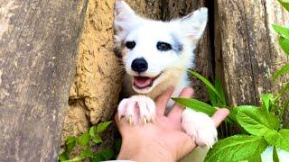 Becoming good friends with such a beautiful little fox  is such a joyful and lucky thing. 