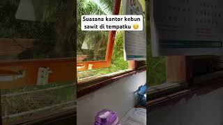 Suasana kantor kebun sawit tempatku bekerja #kebunsawit #perkebunansawit