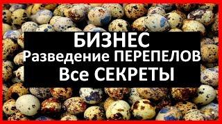 ПЕРЕПЕЛИНЫЙ бизнес / РАЗВЕДЕНИЕ ПЕРЕПЕЛОВ, как избежать ОШИБОК