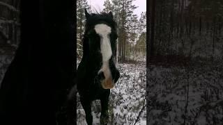 смотреть со звуком  видео из архива #животные #лошади #природа #лес