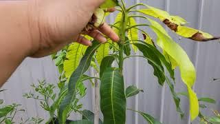 Pruning on a young mango tree.