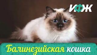 БАЛИНЕЗИЙСКАЯ КОШКА САМЫЕ УМНЫЕ КОШКИ ИНТЕРЕСНЫЕ ФАКТЫ О ЖИВОТНЫХ ЭТО НАДО УВИДЕТЬПОДПИШИТЕСЬ