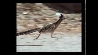 Roadrunner 26 mph