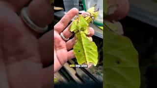 Leaf insects, an interesting species of insect you might not know about. #leafinsect #animals
