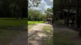 Big Cypress National￼ Preserve Bear Momma & Cubs