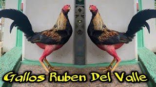 Beautiful birds  - gallos Ruben Del Valle