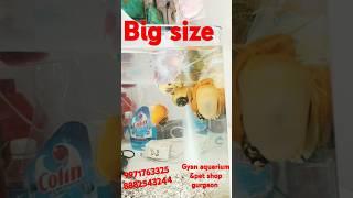 Snell big size available #gyan #aquarium &#pets #shop #gurgaon #shorts #video #viralvideo #trading
