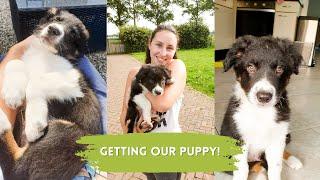 PUPPY VLOG!  Getting our Border Collie Puppy Whiskey!