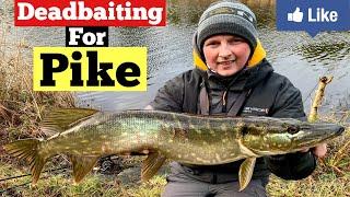 Deadbaiting for Pike! (River fishing)