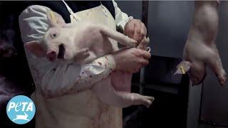 This Piglet is Terrified for What Comes Next