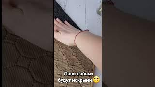 многоразовые пеленки для собак. Лучшие на рынке