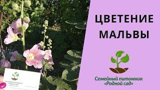 Мальва цветёт. Как вырастить штокрозу из семян?