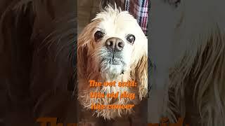 Abandoned To Die: Story Of Sick Dog's Rescue #shorts #dogrescue #rescuedog #abandoneddog #savingdogs