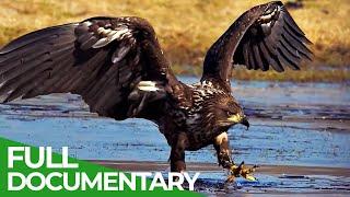 Wild Germany: The Mecklenburg Lake Plateau | Free Documentary Nature