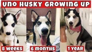 MY UNO HUSKY GROWING UP | DUBAI, UAE | krisslaii | V07