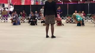 2017 BCOA Basenji National 6-9 puppy bitch sweeps class