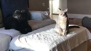 Havanese and Cat Play