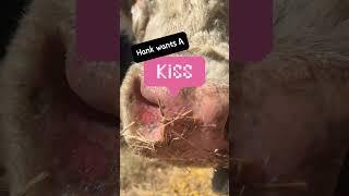 A Day in Todd’s World: Hog Hunter’s Life ️ #HogHunterLife #Hank #ToddLife