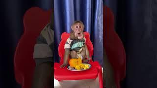 Smart baby Icy taking fruits Alone #babymonkey  #cutemonky