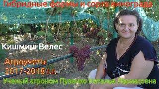 Виноград кишмиш велес- ультраранний срок созревания (Пузенко Наталья Лариасовна)