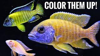 The #1 African Cichlid question | How to COLOR THEM UP!?  #africancichlids #aquariumtips