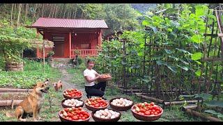 Living alone and gardening in the mountains: harvesting chicken eggs and tomatoes - Loan Bushcraft.