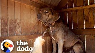 Dog Chained Up For Seven Years Gets All The Love Now | The Dodo