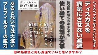 ディスカスの飼育と繁殖13／ディスカスを病気にさせない濾過【他の熱帯魚との違い】