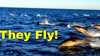 The fastest dolphin in the world | Common Dolphins