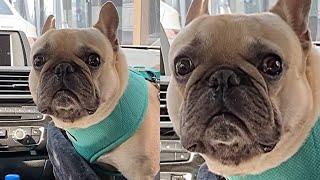 French Bulldog’s Dramatic Reaction To Father Leaving Him In The Car