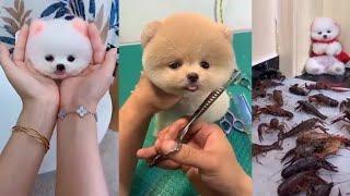 °|Милые, смешные,собачки шпиц|°|Cute funny dog spitz|°|Video for the whole families|°