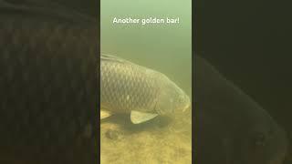Summer bites continue! #carpangler #carpfishing