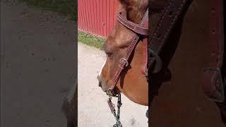 Chevyo! horse video, clip clop, handsome man #horse #equestrian #Chevyo #ClipClop