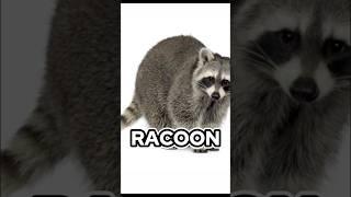 What Animals Look Like WITHOUT Hair 