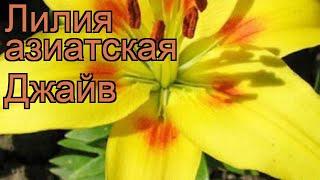 Лилия азиатская Джайв (lilium)  азиатская лилия Джайв обзор: как сажать, рассада лилии Джайв