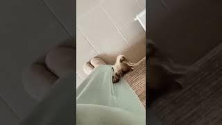 Pocket cat is in my pocket | #ThePurrfectPaws | #catshorts #catvideos #cats