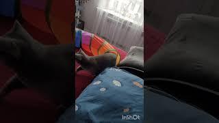 Машка #АдияиЖания #shorts  #cat #animals #котик #британка