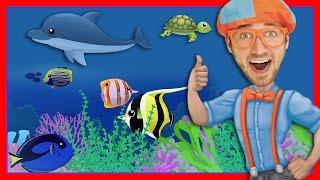 Story Time with Blippi | Treasure Chest