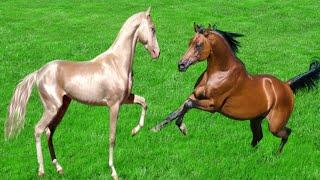 TOP 10 BEAUTIFUL HORSE BREEDS IN THE WORLD ||