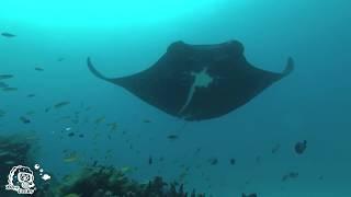 Diving Raja Ampat 2018 in 4k - Coral reefs & Sharks & Mantas