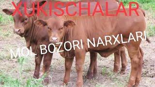 14 FEVRAL  BOQMA XUKISCHALAR NARXI UZGARDI!