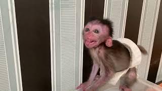 Baby Monkey Cimol Fear and Screaming