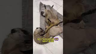 The man who is regarded as a mother  #animals #Friendship #Us#Meerkat